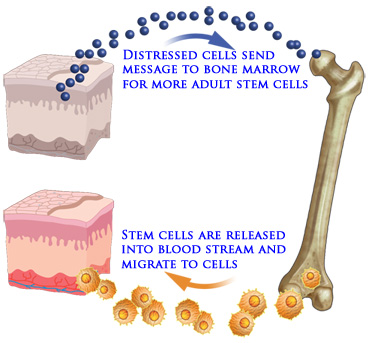 Stemtech Stemrelease3 Advanced Stem Cell Nutrition – 3 Bottle Pack, 2409646